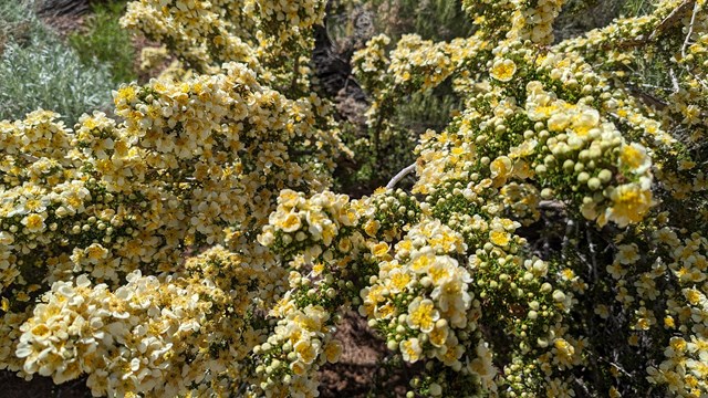 bright creamy yellow blooms cover branching twigs