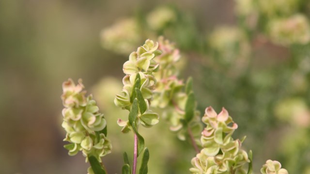 yellow-green leaves fade to reddish tips