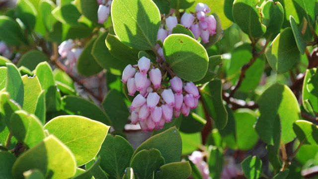 pink blooms on green round leaves