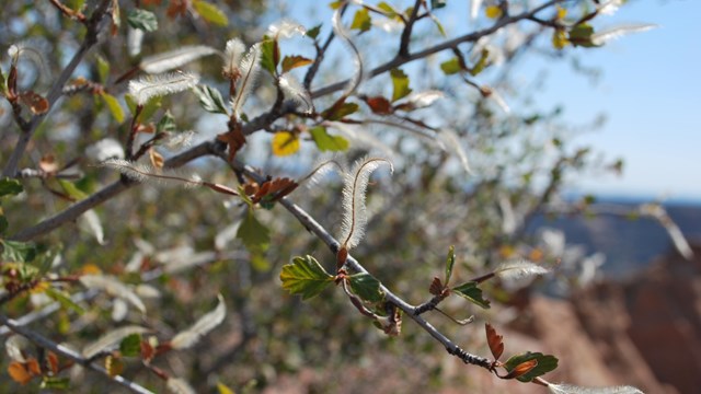 twisting fuzzy seed tails stick out from shrub branch