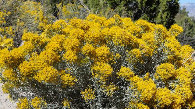 yellow narrow flowers cluster at tops of greenish shrub stalks