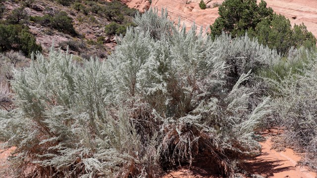 large silvery teal leaved shrub