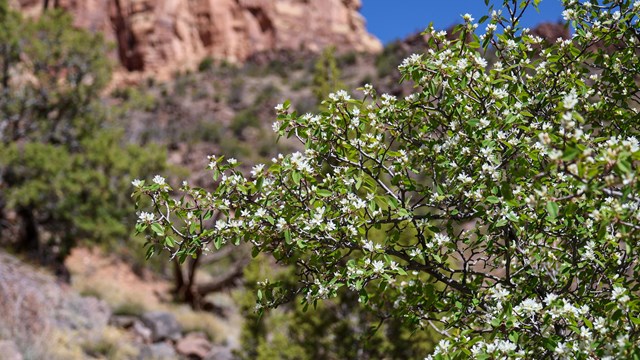delicate white blooms on green leaved shrub with canyon cliff behind