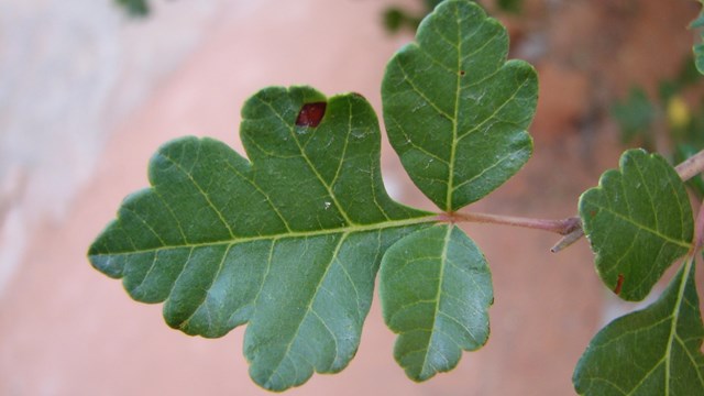 green lobed leaf at end of twig