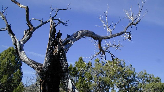 Photo of a tree killed by fire