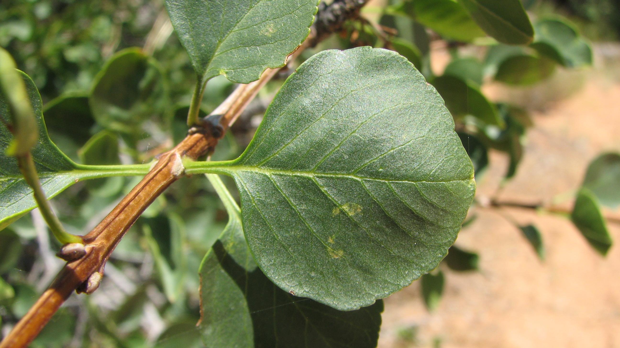 green Single-Leaf Ash leaf