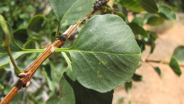 green Single-Leaf Ash leaf