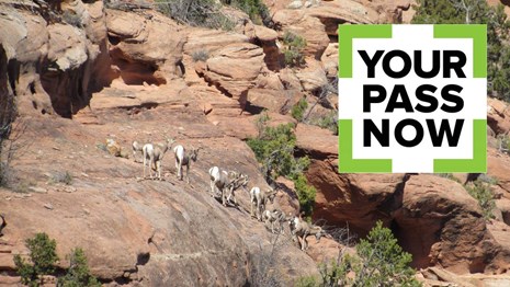 The Your Pass Now logo over a photo of bighorn sheep on a rocky slope