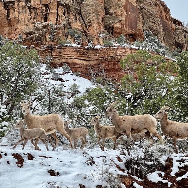 desert bighorn sheep herd on a snowy ledge