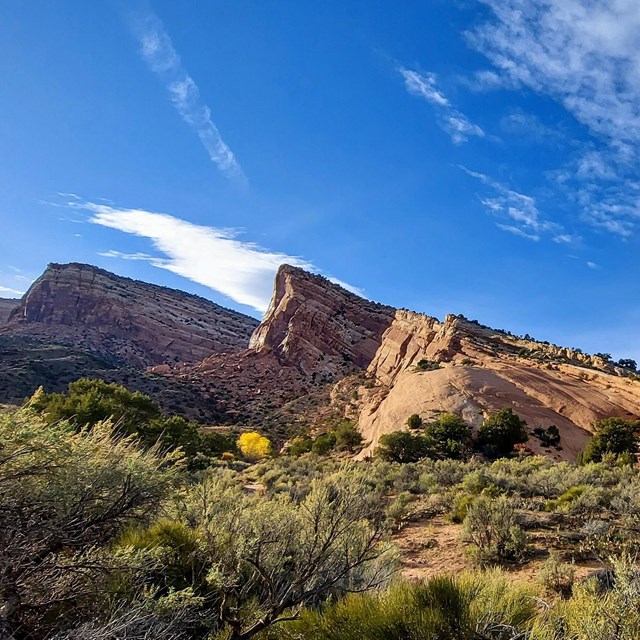 Missouri Pincushion - Colorado National Monument (U.S. National