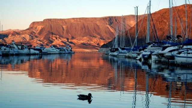 boats at a marina with a duck on the water