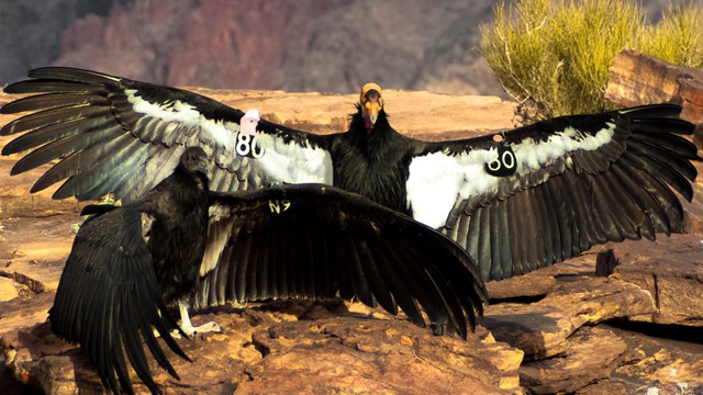 A condor stands on the ground with its wings spread