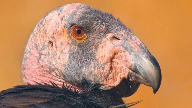 A close-up of a condor with a pinkish-orange head and black feathers