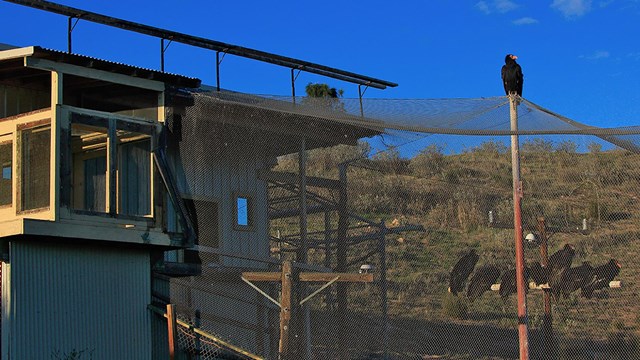 A condor perches on top of an enclosure that's fenced with poles and netting.
