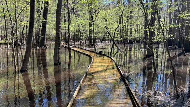 Water covers the floor of the bottomland forest.