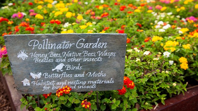a garden box with colorful flowers and a sign that says Pollinator Garden