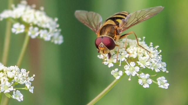 bee hovers over white flower