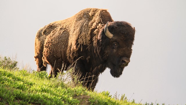 bison stands in grassy field