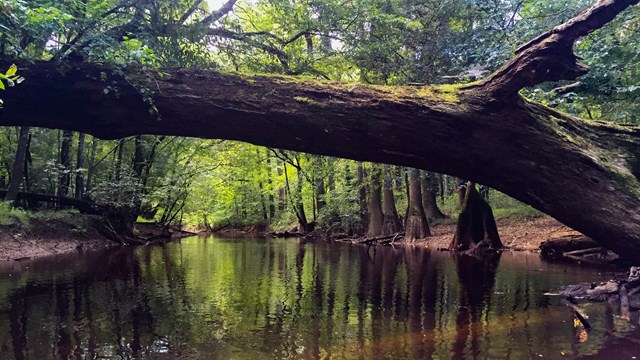 tree over slow moving river