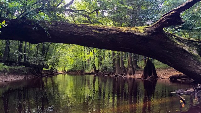 tree over slow moving river 