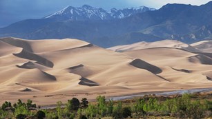 trees in front of sand dunes in front of mountains