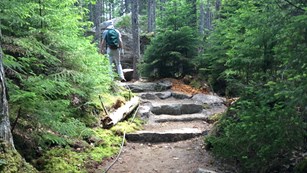 trail in woody area with steps