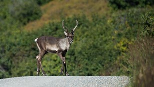 a caribou stands middle of the road