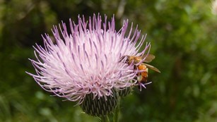 bumblebee rests on pink thistle
