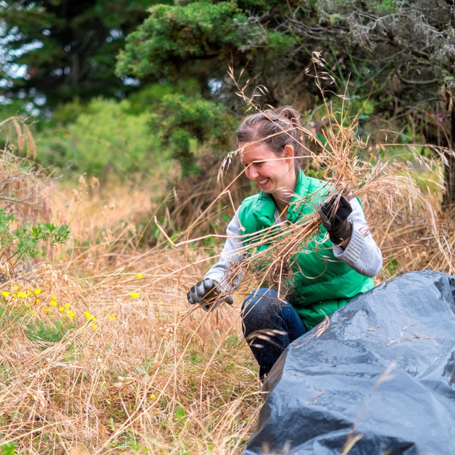 woman stands in grassy area and puts invasive species in a bag