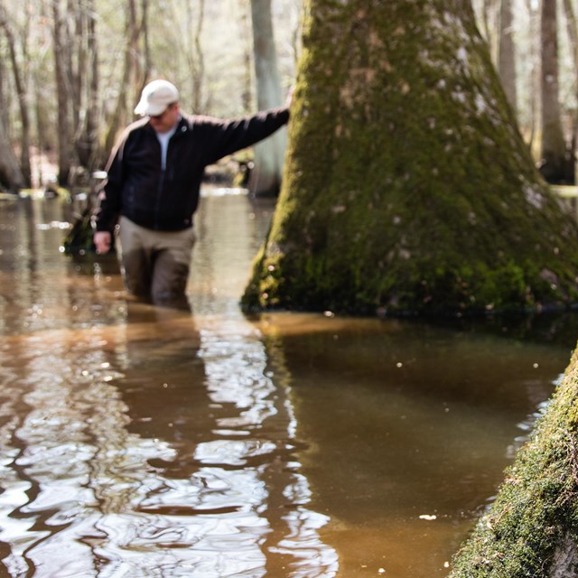 man leans against tree in a swamp