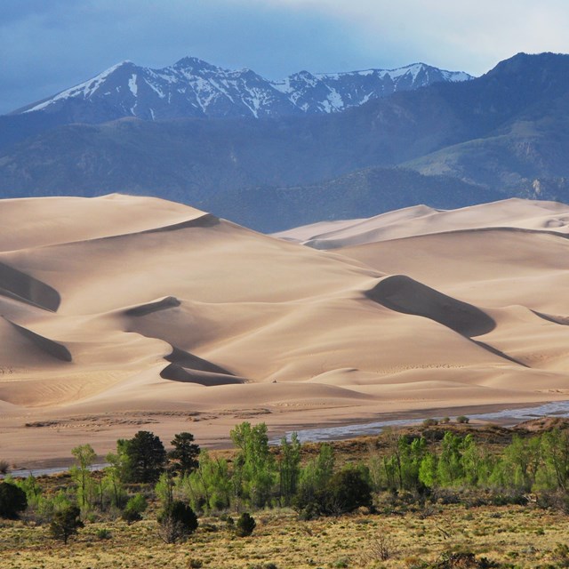 trees in front of sand dunes in front of mountains