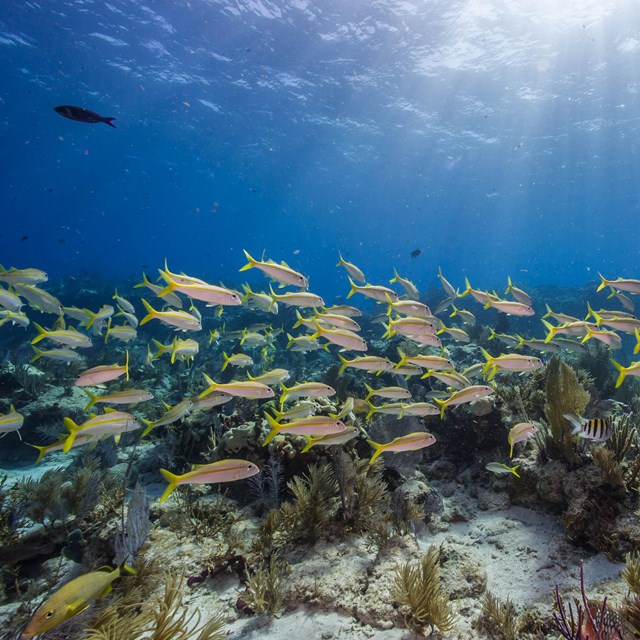 a school of fish swims through a coral reef
