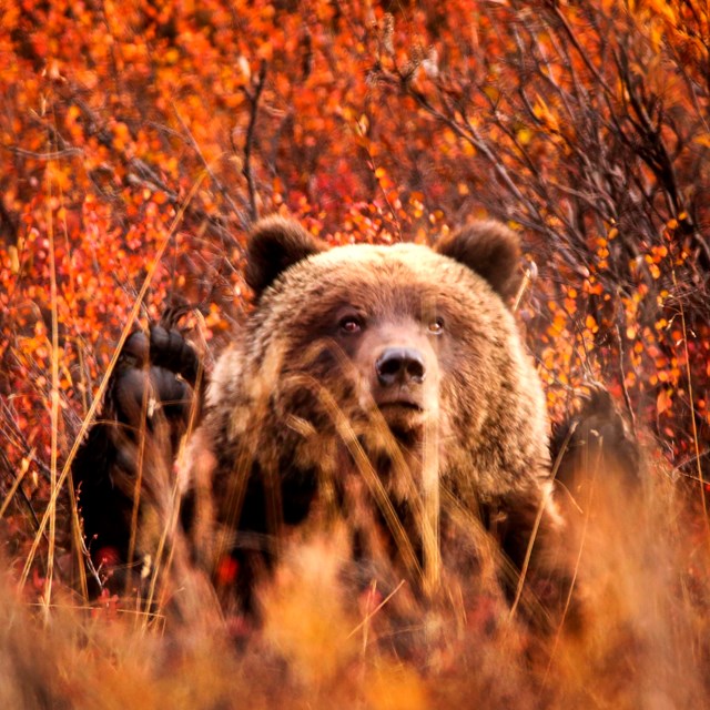 bear stands behind grass