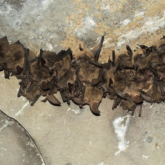 a group of bats hang from the ceiling of a cave