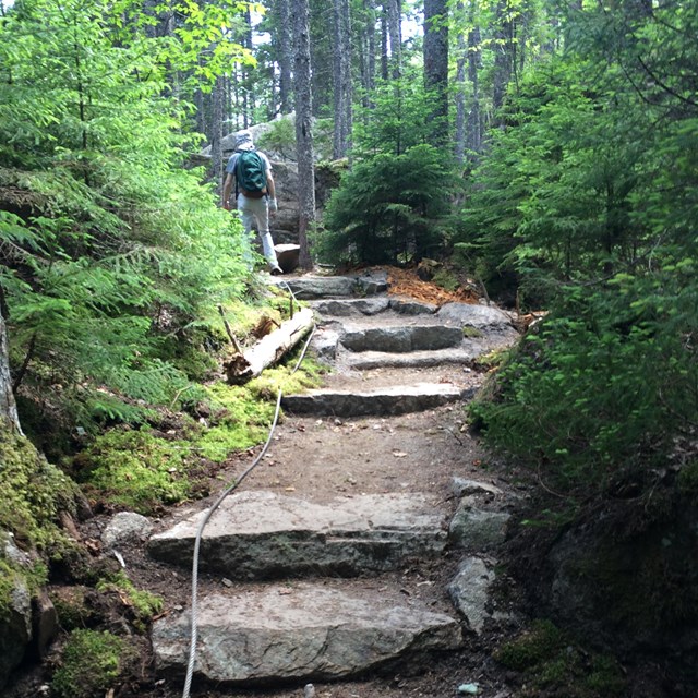 trail in woody area with steps