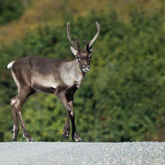 a caribou stands middle of the road