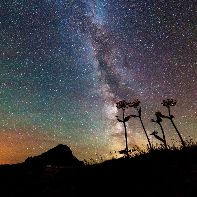 the milky way with silhouettes of plants in the foreground