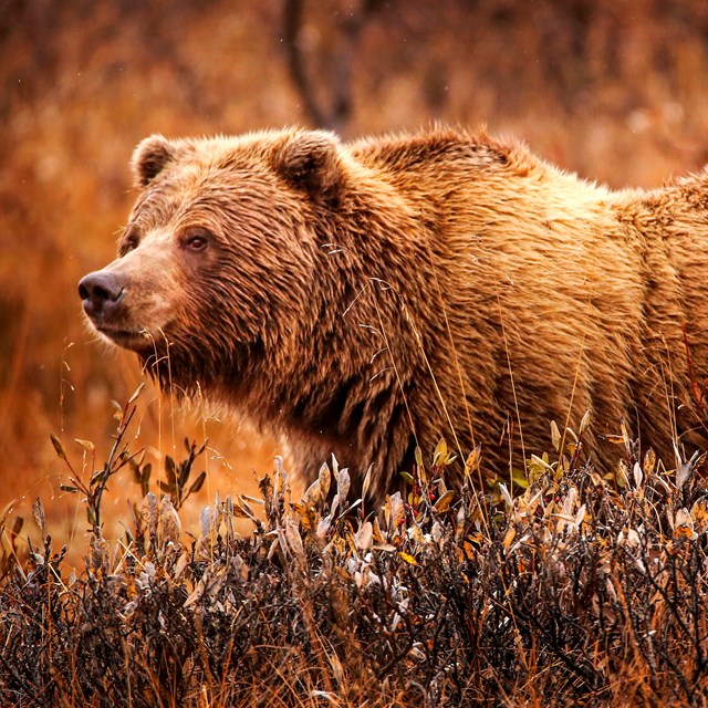 brown bear stands behind grass in the fall