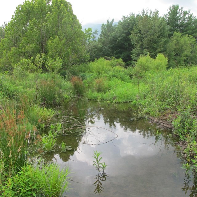 wetland surrounded by green forest