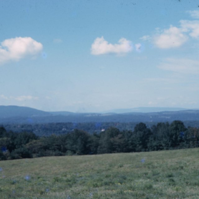 green pasture with forest and mountain in the background