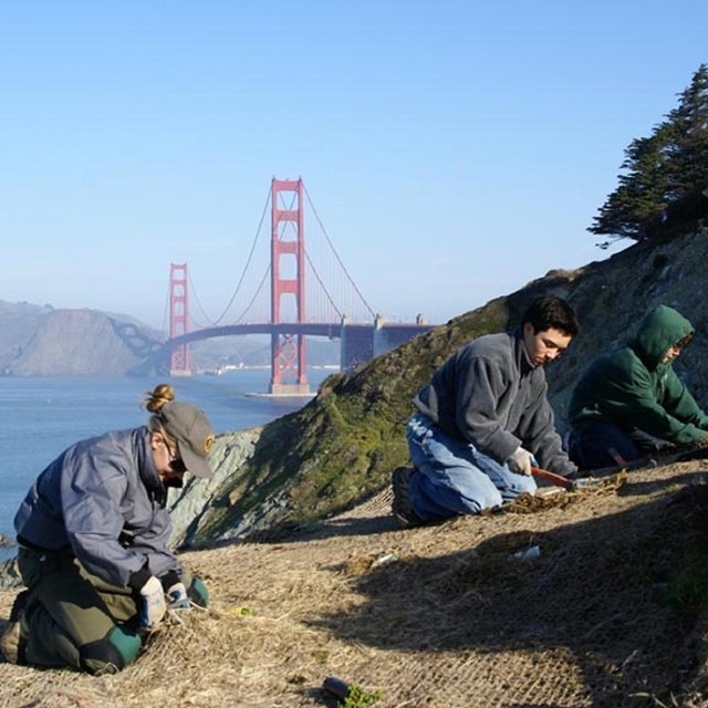 three people work on planting on a cliffside with the Golden Gate Bridge in the background