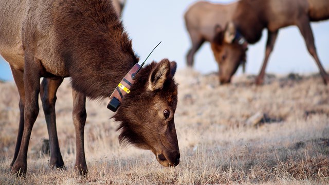 Elk with radio collar forages on vegetation.