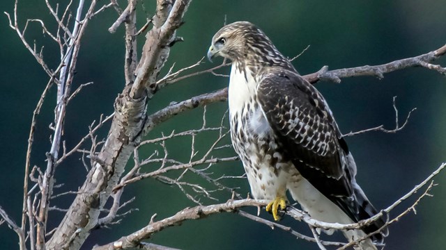 A  red tailed hawk sitting in a tree.