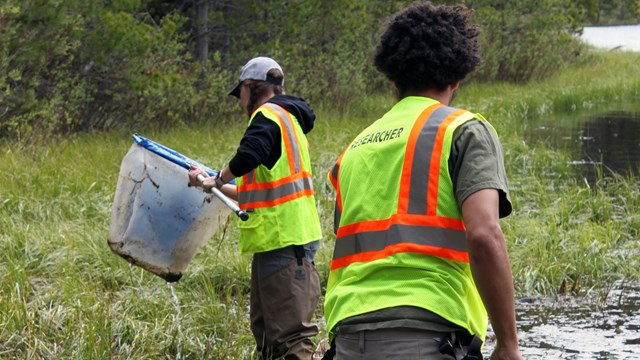 Students collect dragonfly larvae samples with nets.