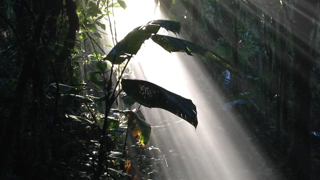 View of the Santa Elena Cloud Forest Reserve