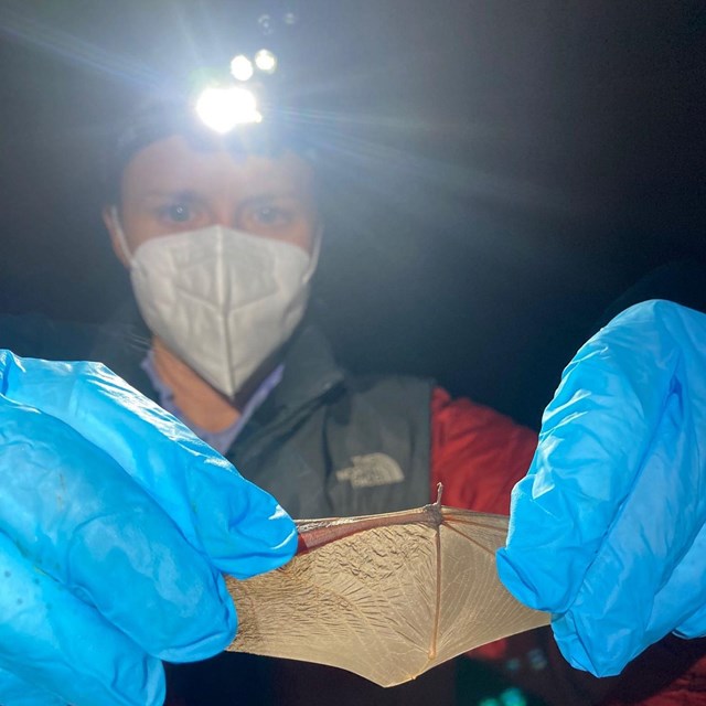 A researcher holds up a bat wing to the light