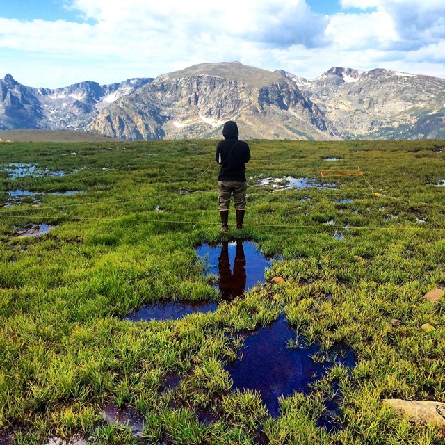 A person standing at a tundra vegetation plot.