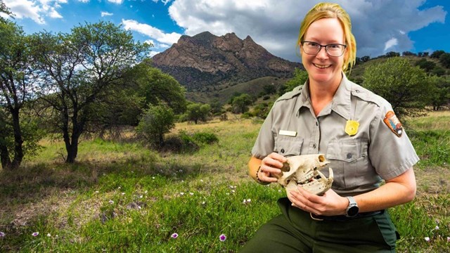 ranger sitting on a stool holding a javelina skull with mountain in background
