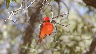 Bright red bird perches on a small branch