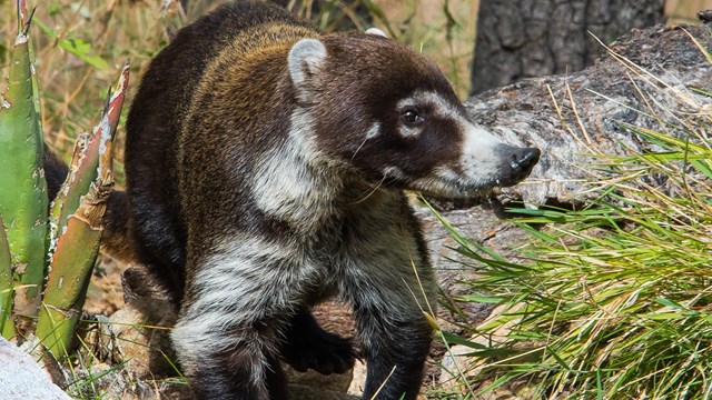 A coati in an oak forest